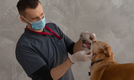 odontologia-veterinaria